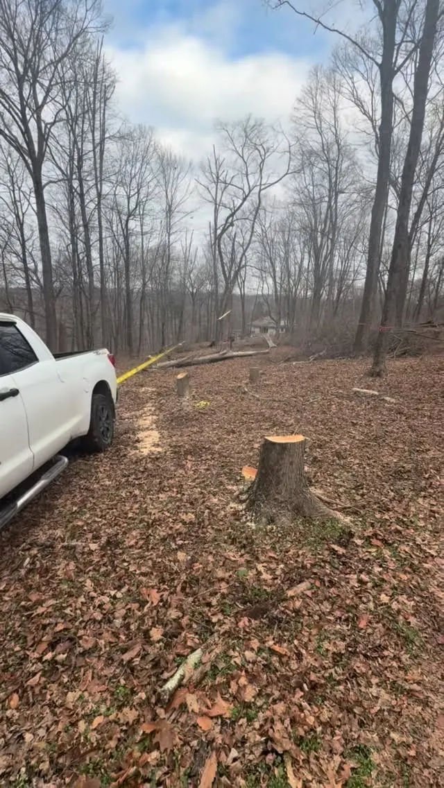A white vehicle, tree stumps and leaf-covered ground in winter woodland.