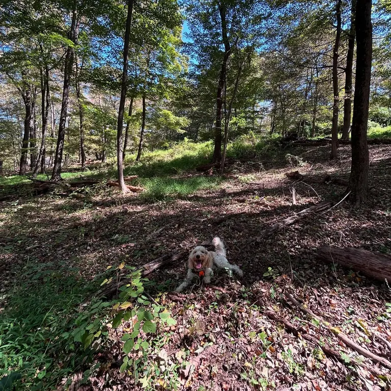 Sunny woodland clearing with leaf litter, tall deciduous trees and small saplings.